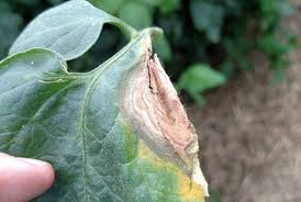 Maybe you would like to learn more about one of these? Botrytis Gray Mold Of Tomato Purdue University Vegetable Crops Hotline