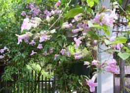 Image result for Podranea brycei