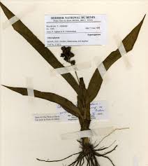 Image result for Diplolophium africanum