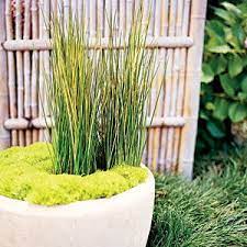 10 Favorite Ornamental Grasses Ornamental Grasses Japanese Garden Plants Grasses Garden
