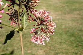 Image result for Rogiera amoena