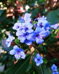 Image result for Eranthemum pulchellum