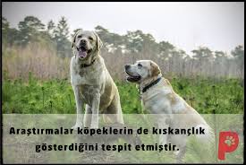 Tugba Adli Kullanicinin Guzel Sozler Panosundaki Pin 2020 Kopek Kedi Kopek Kedi