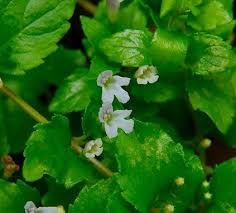 Image result for Clinopodium