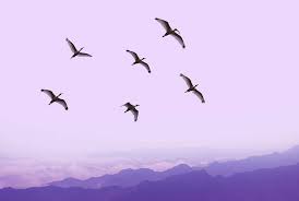 Birds Of The Same Feather Flock Together Friends Of A Feather Flock Together To Celebrate National Bird Day Did You Know Birds Are The Fastest Animals On Earth With In 2020 Oil City Bird Species Holiday