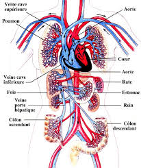 Epingle Par Magda Scriabine Sur Yoga Anatomie Corps Humain Anatomie Du Corps Humain Anatomie Du Corps