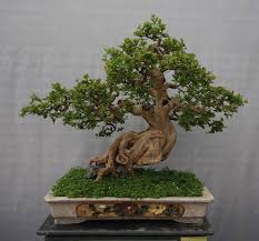 Dwarf eugenia este o planta de interior care indic� presupune place sf�r�it climat și o afacere bun. Eugenia Uniflora Swindon District Bonsai