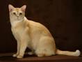 Burmese Cat Breed Profile | Cat-World