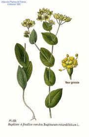 Image result for Bupleurum rotundifolium