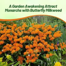 Image result for Asclepias aurea