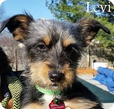 Expect to pay less for a puppy without papers, however, we do not recommend buying a puppy without papers. Yorkie Poo Rescue Nj Pets Lovers