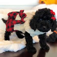 Located in southwest ranches, fl, bruno happy dogs is the area's top labradoodle breeder but offers so much more to you and your best friend. Miniature Labre Doodle S For Sale Online Shopping