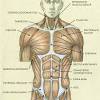 In this class you will learn how to this class is meant to teach you the primary muscles of the torso as it pertains to drawing the human body. Https Encrypted Tbn0 Gstatic Com Images Q Tbn And9gctv579trevfsd2qn4s5vkcdd4ayltmrudreytpszs6r6rtb3 Hv Usqp Cau