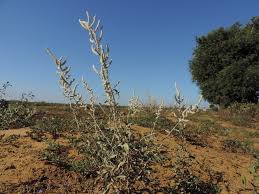 Image result for Aerva javanica