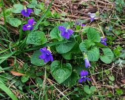 Common blue violet (Viola sororia): how to forage