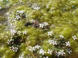 Image result for Limosella capensis