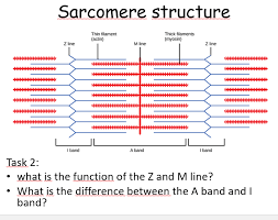 Sarcomere Structure Biology Worksheet Muscle Contraction Flashcards Revision