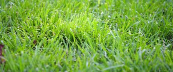 A soil test may be in order if this happens. How To Kill Crabgrass And Prevent It From Returning