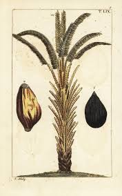 Image result for Elaeis guineensis
