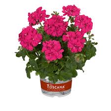 Image result for Pelargonium apetalum