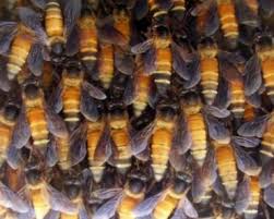 Ini manfaat susu kambing etawa yang penuh nutrisi! Inilah Khasiat Daun Dukung Anak Untuk Ikhtiar Mendapatkan Zuriat My Info Maya