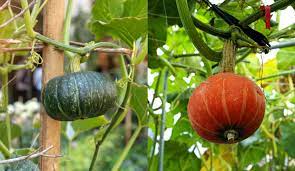In this video, i've compiled everything you need to know to plant and grow squash, melons, and even summer squash like zucchini vertically to conserve space. How To Trellis And Grow Squash Vertically For Higher Yields In Less Space