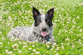 Lancaster puppies ® is a federally registered trademark owned by online advertising, llc. Australian Shepherd Blue Heeler Mix 5 Fun Facts You Need To Know Perfect Dog Breeds
