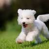 Story image for Best Pet Supplies Pet Medical Collars For Sale from CHOICE