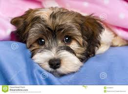 Cute Tricolor Havanese Puppy Dog Is Lying In A Bed Royalty Free Havanese Dogs Havanese Puppies Dog Shaking
