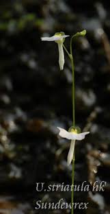 Image result for Utricularia striatula