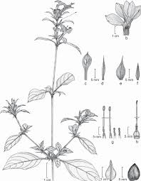 Image result for Barleria sp. D (near holubii)