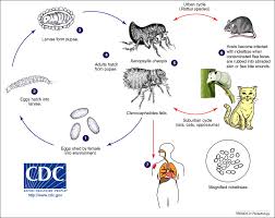 Epidemic typhus has similar but more severe symptoms. Flea Associated Zoonotic Diseases Of Cats In The Usa Bartonellosis Flea Borne Rickettsioses And Plague Trends In Parasitology