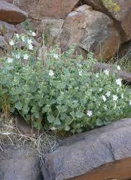 Image result for Baissea viridiflora