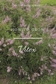 Pink Pinnacle Vitex Shrub Shrubs Vitex Chaste Tree