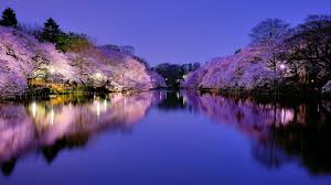 | see more sakura wallpaper, naruto sakura wallpaper, sakura sasuke wallpaper, sakura haruno wallpaper, kyoko sakura wallpaper, sakura flower wallpaper. Sakura Night Wallpapers Wallpaper Cave