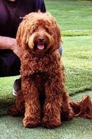 Maybe you would like to learn more about one of these? Mini Red Australian Labradoodle Ashford Manor Labradoodles Australian Labradoodle Labradoodle Red Australian Labradoodle