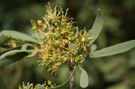 Image result for Boscia salicifolia