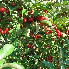 Image result for goumi