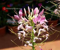 Sparkler Blush Cleome Flower Show Sparklers Flowers