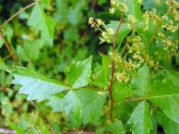 Image result for Searsia dentata