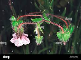 Image result for Trichodesma physaloides