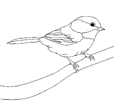 dessin oiseau sur une branche recherche google chickadee drawing bird drawings sketch wartortle pokemon coloriage noir et blanc