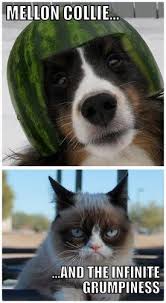 Pin By Julia Laustsen On Animals Grumpy Cat Humor Grumpy Cat Crazy Cats