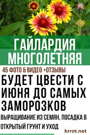 посадка и уход за огурцами в открытом грунте видео Gajlardiya Mnogoletnyaya Opisanie Posadka Uhod