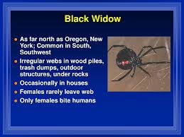 The black widow bite spider is undoubtedly the most toxic species of the creature. Ppt Bites And Stings Powerpoint Presentation Free Download Id 3278105