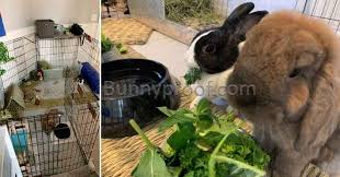 Whether a rabbit is free range like ours or in an enclosure, a bed plus hidey house will make your bun feel safe, comfortable, and at home. How Thumper And Aurora Became Free Roam Bunnies