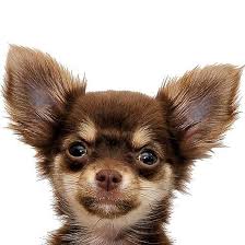 Corky (aka porky) male chihuahua. Chihuahua Chocolate And Tan Chihuahua Chihuahua Love Cute Animals
