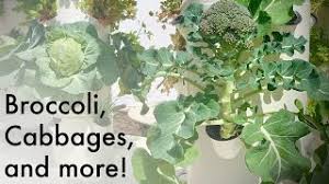 Check spelling or type a new query. How To Grow Broccoli On A Tower Garden Aeroponic Broccoli