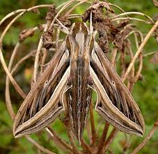 Image result for Hippotion celerio