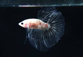 Cellophane bags,clear cellophane wrap for baskets, gifts 24x 30 1.5 mil thick (20 pack). Marble Cellophane Halfmoon Betta Released Bettasplendid Com